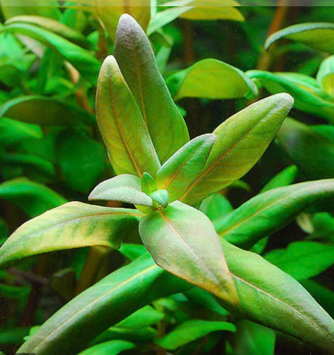Nesaea Triflora (Ammannia capitellata)