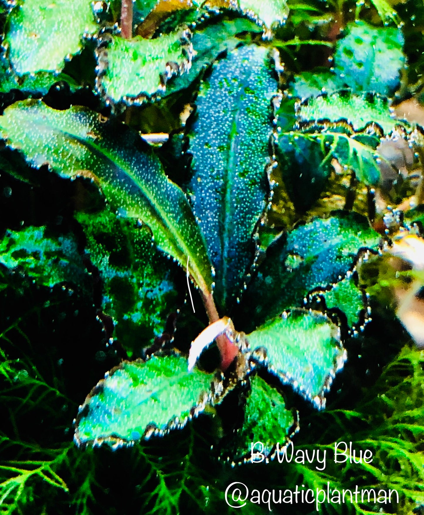 Bucephalandra Bundle Package (Best value!)
