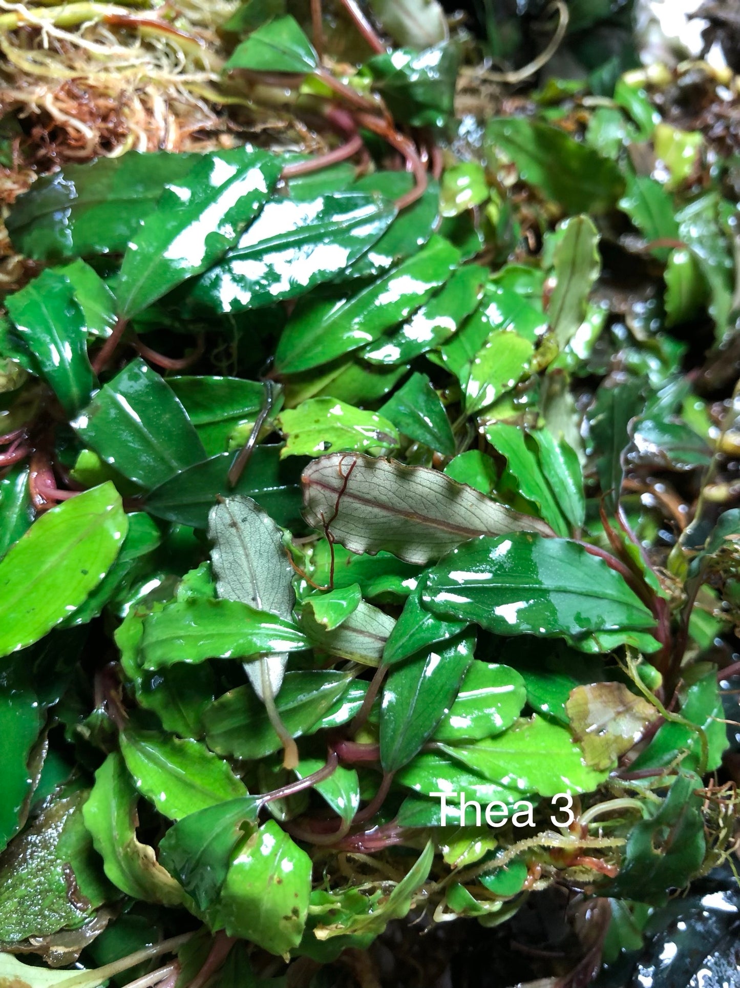 Bucephalandra Bundle Package (Best value!)