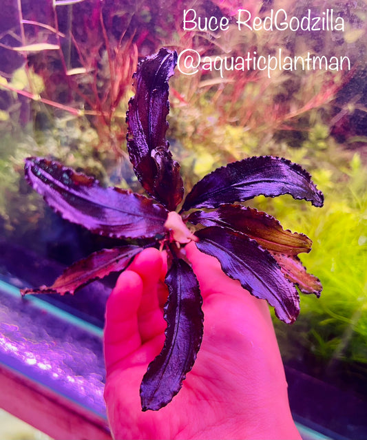 Bucephalandra Bundle Package (Best value!)