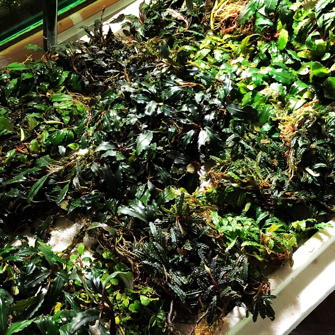 Bucephalandra Bundle Package (Best value!)