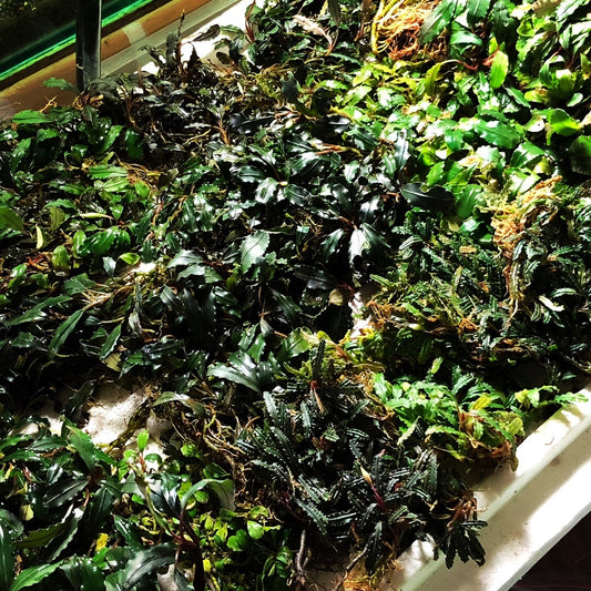 Bucephalandra Bundle Package (Best value!)
