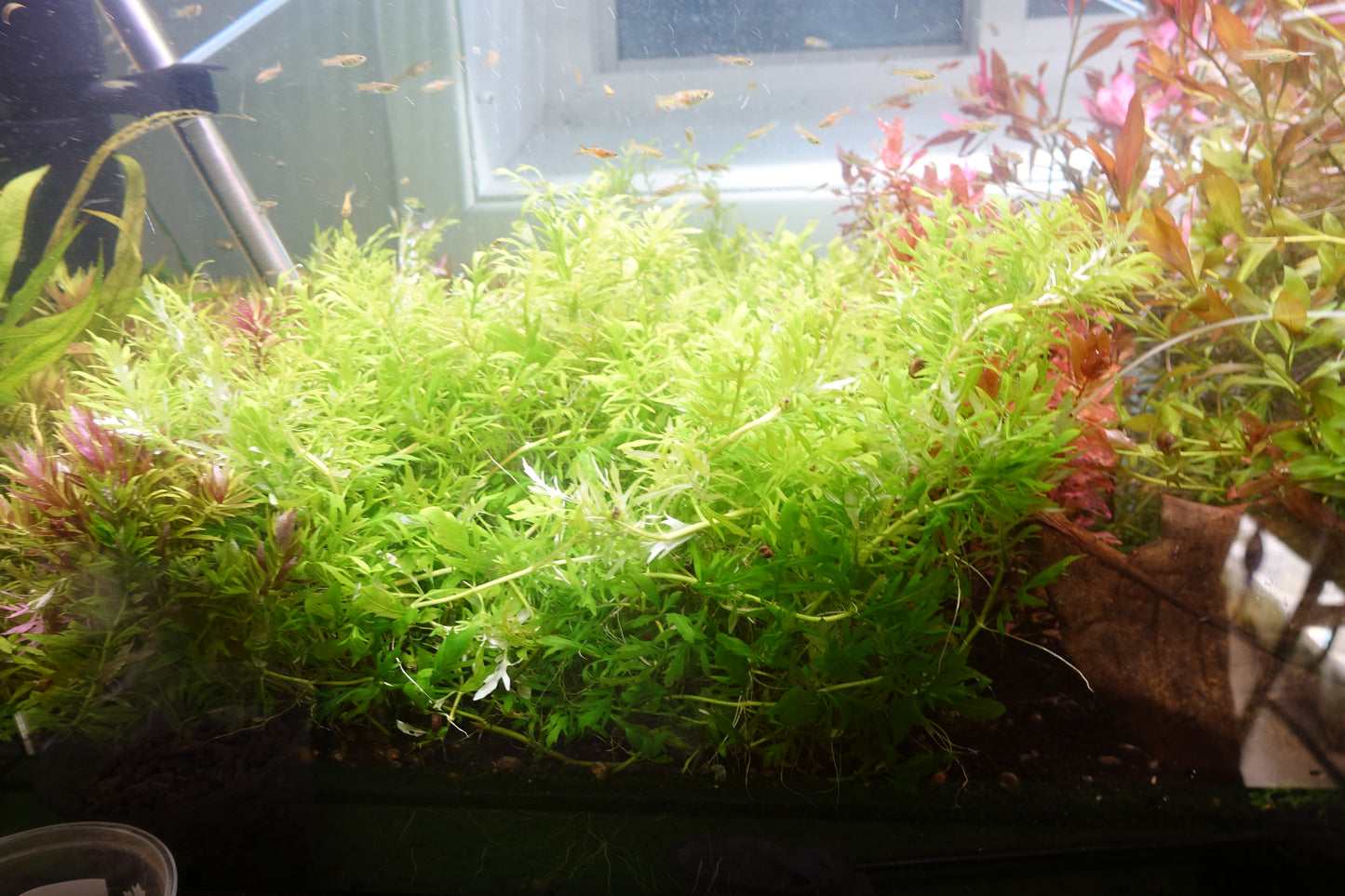 Water Wisteria Mini (Hygrophila Difformis Mini)
