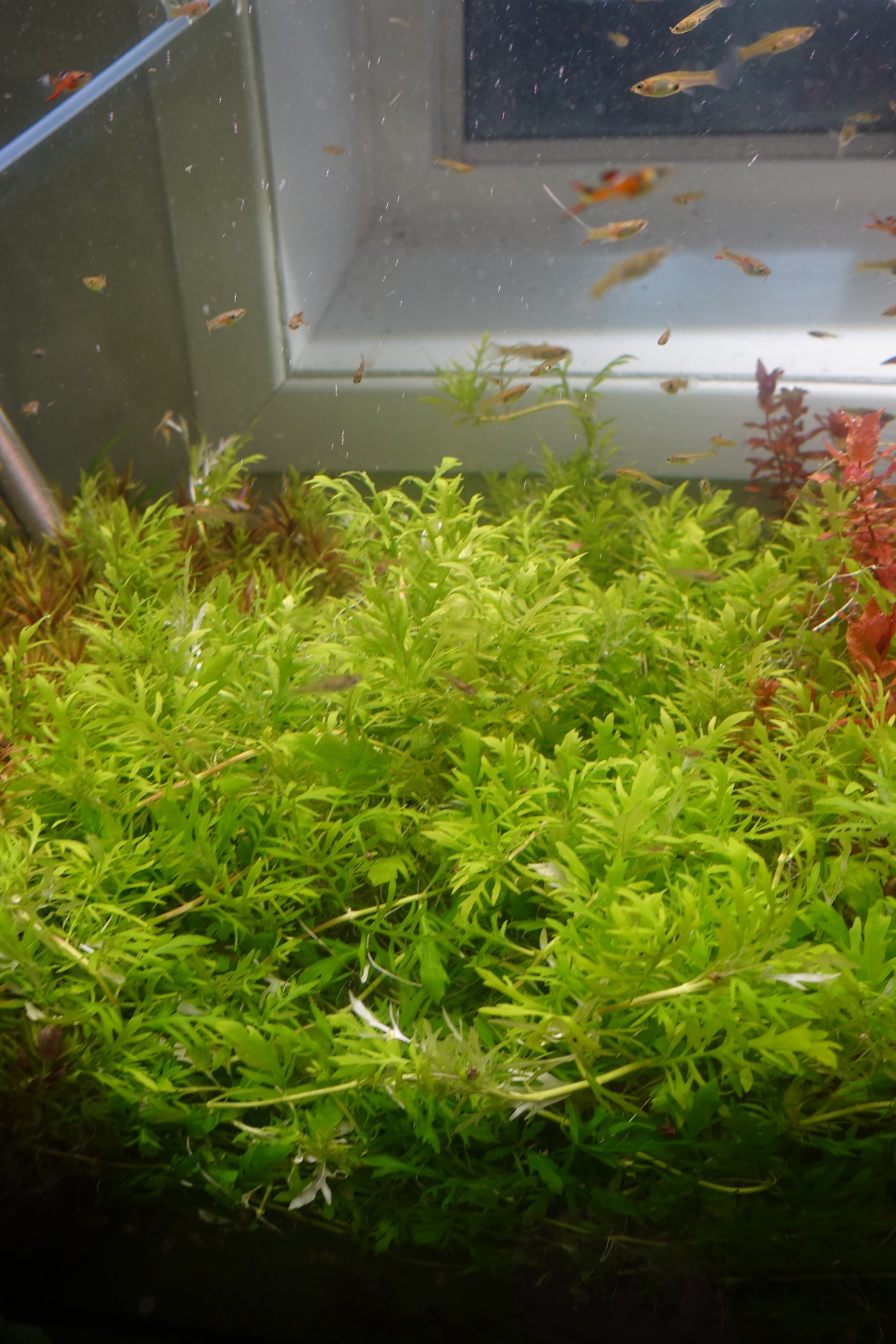 Water Wisteria Mini (Hygrophila Difformis Mini)