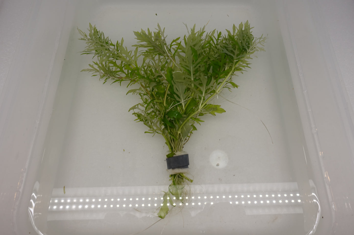 Water Wisteria Mini (Hygrophila Difformis Mini)