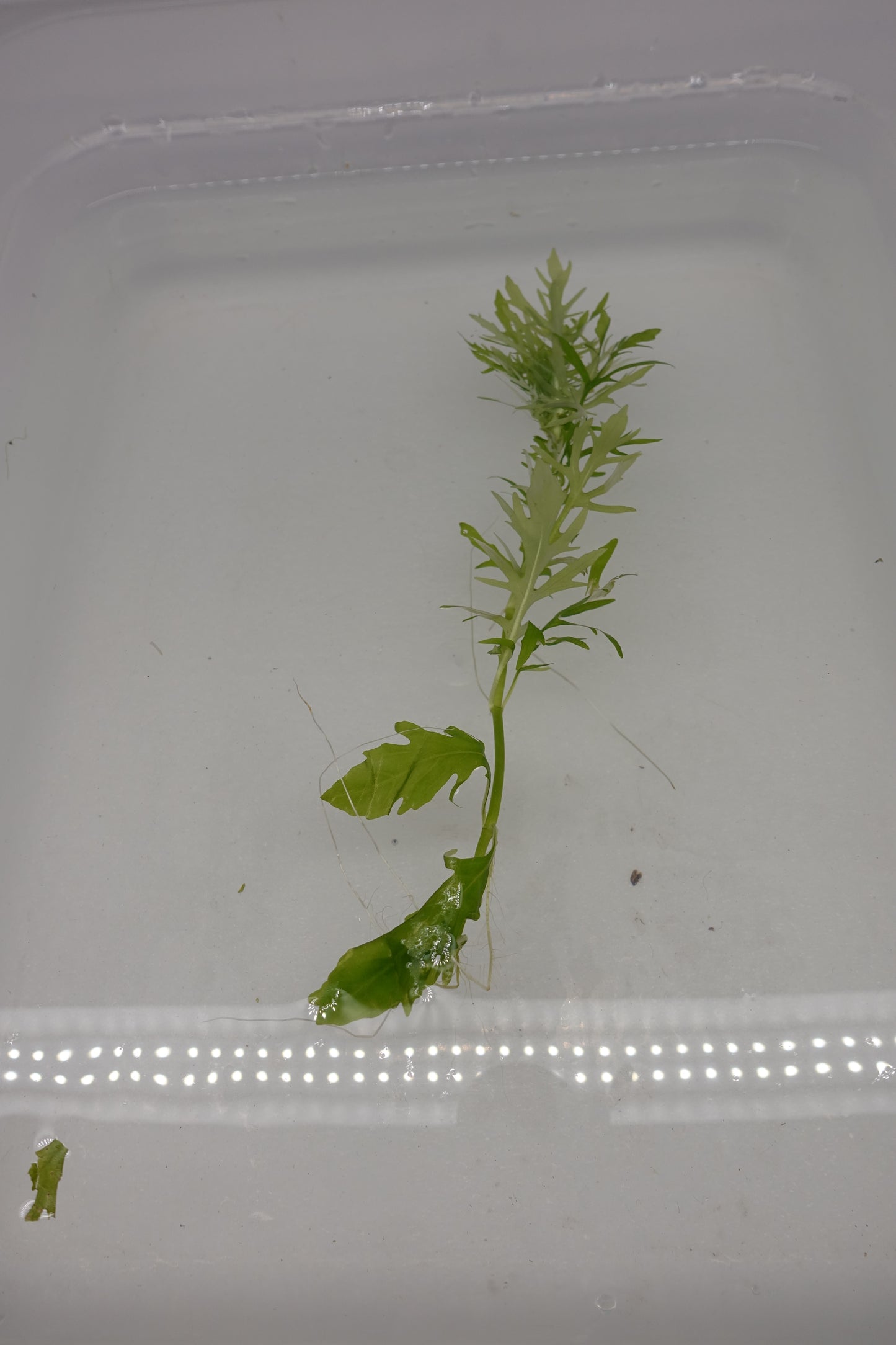 Water Wisteria Mini (Hygrophila Difformis Mini)
