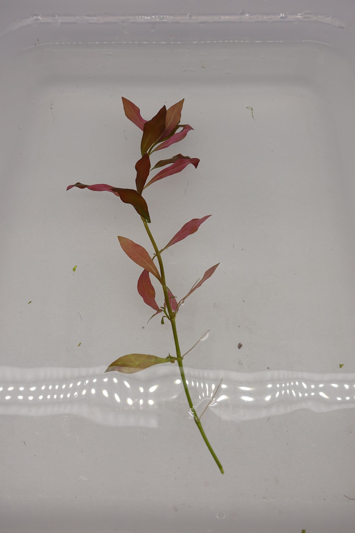 Ludwigia Repens