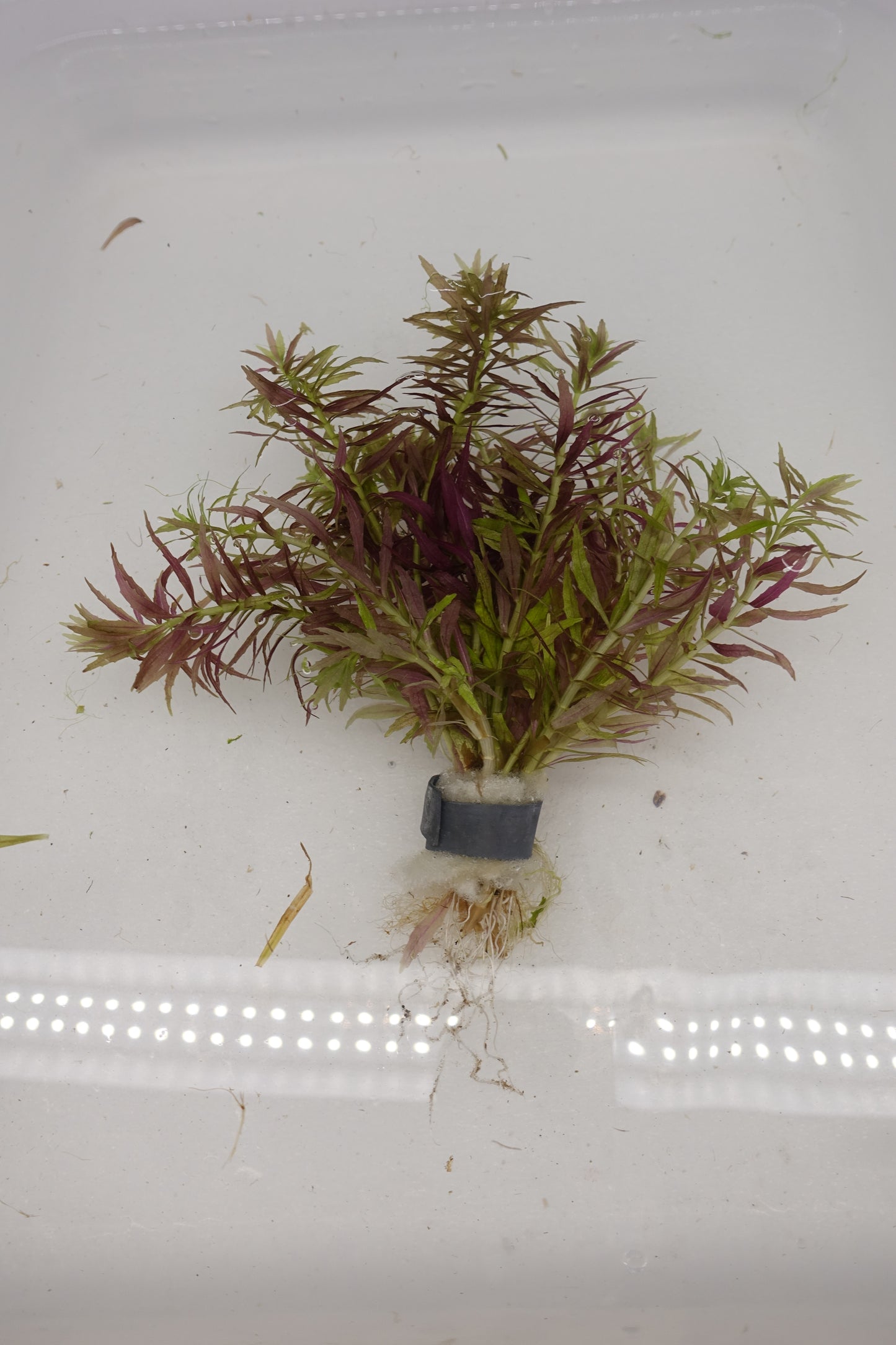 Limnophila Aromatica mini