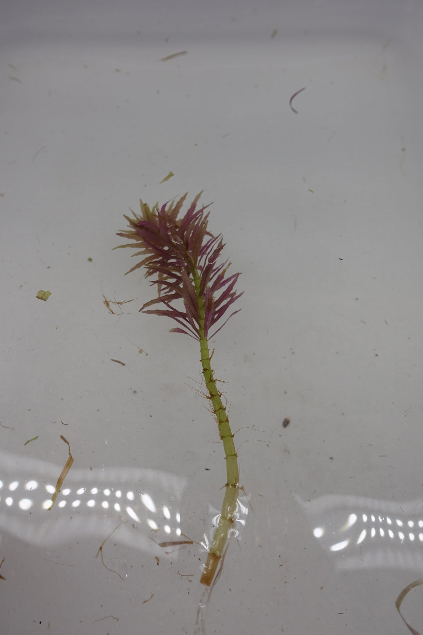 Limnophila Aromatica mini