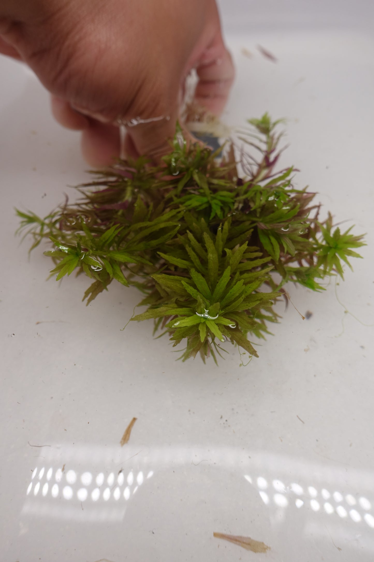Limnophila Aromatica mini