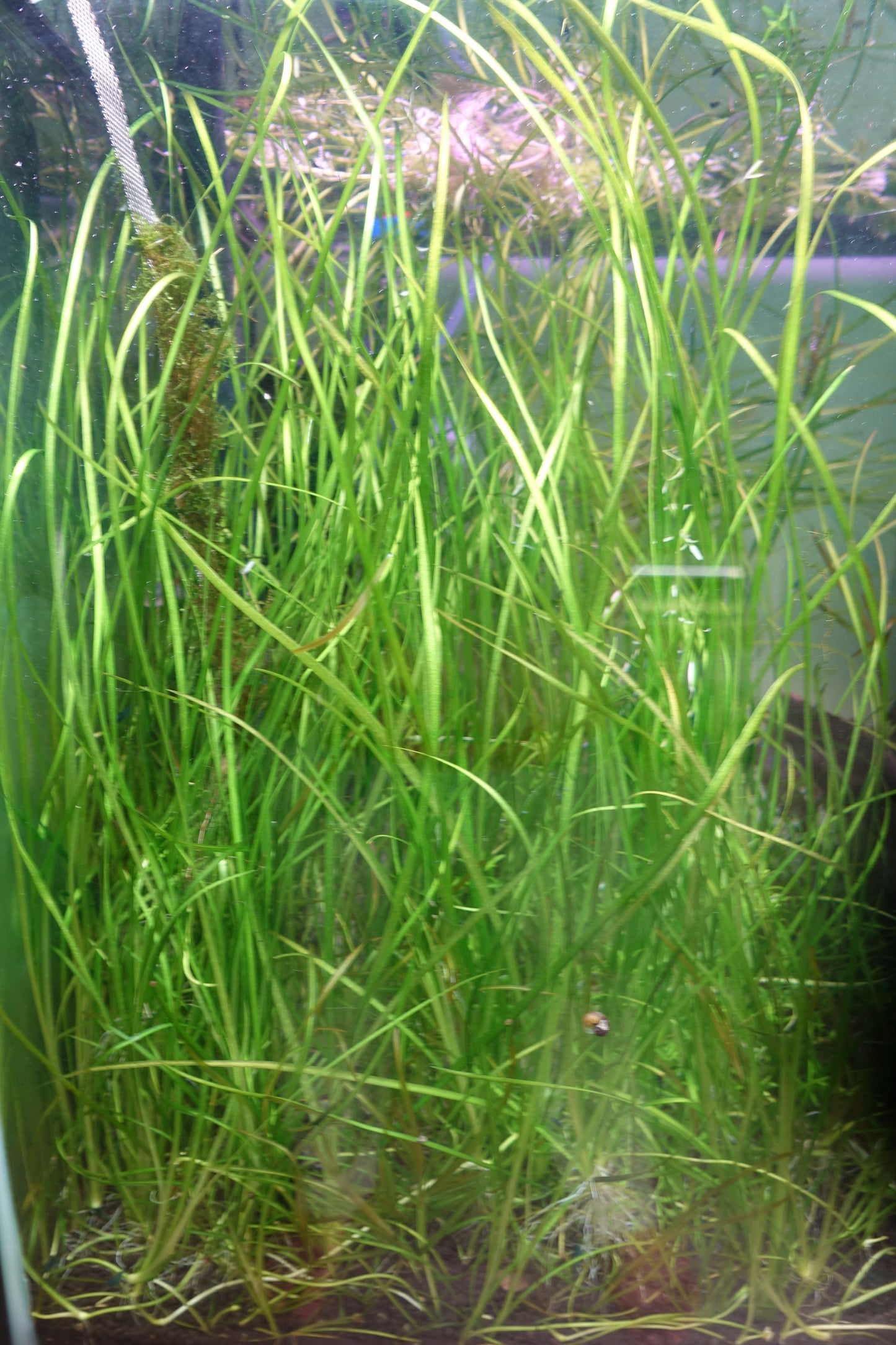 Nana Vallisneria
