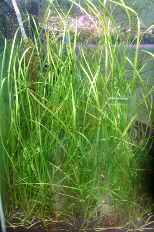Nana Vallisneria