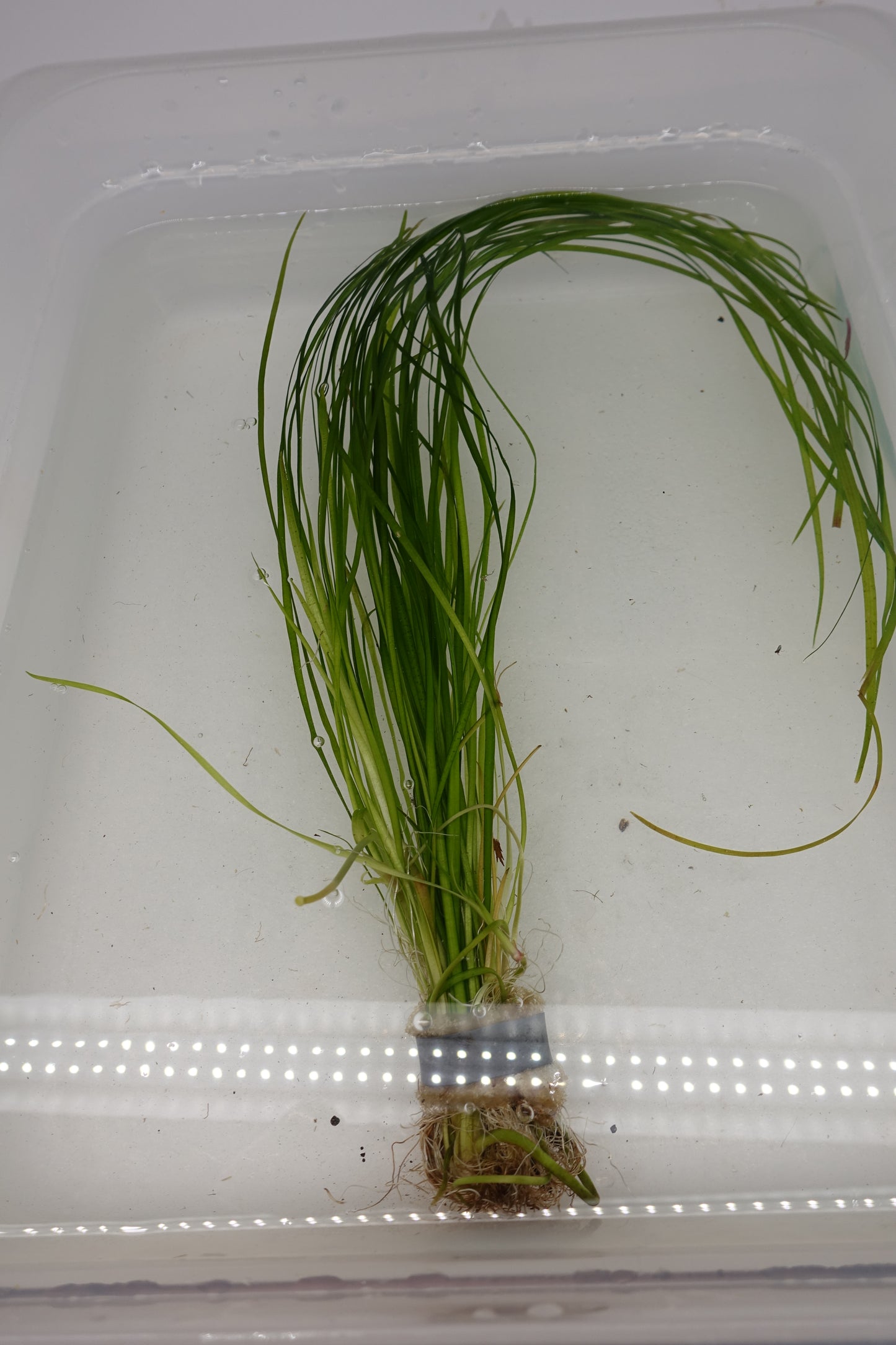 Nana Vallisneria
