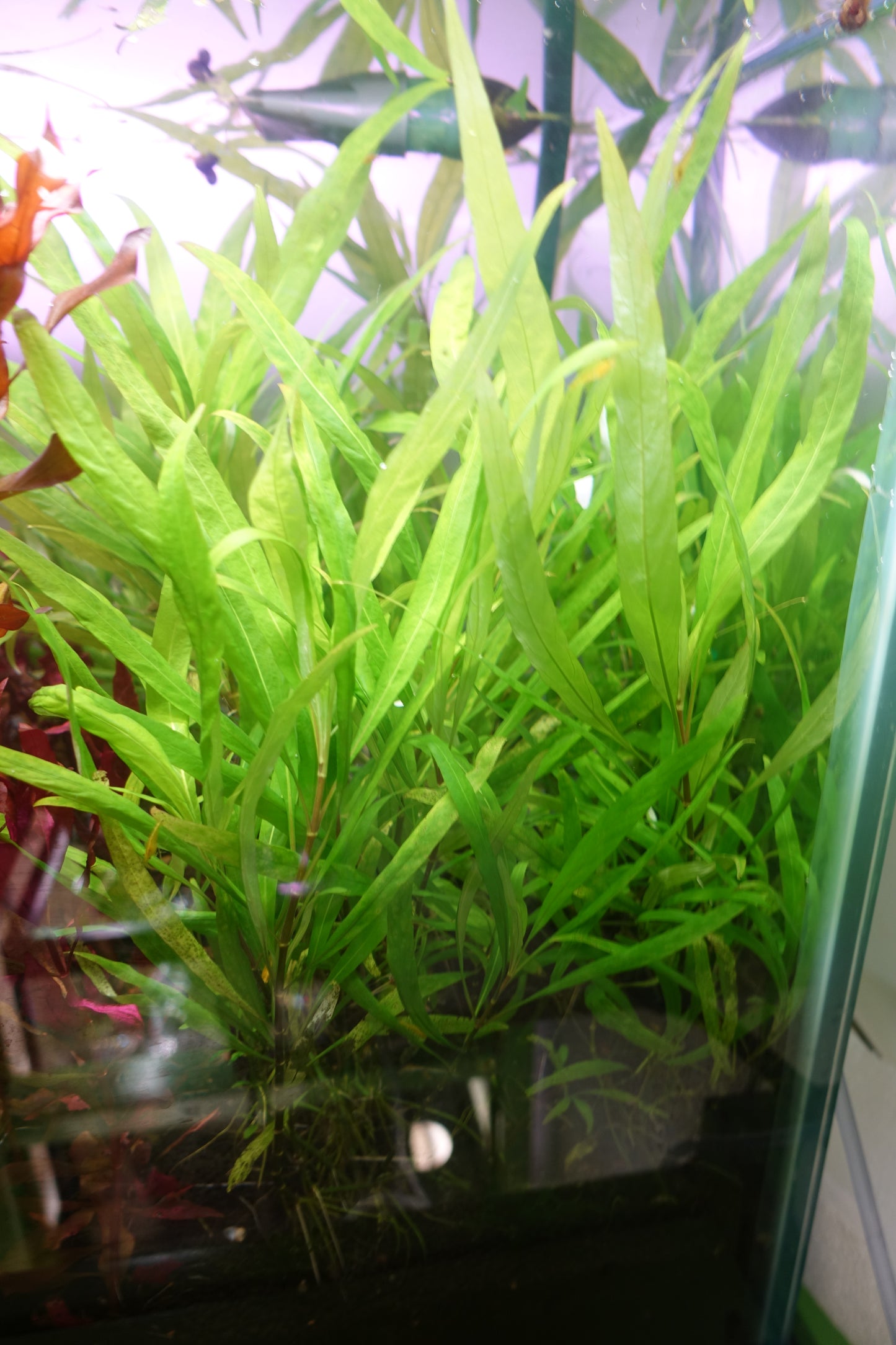 Hygrophila Augustifolia