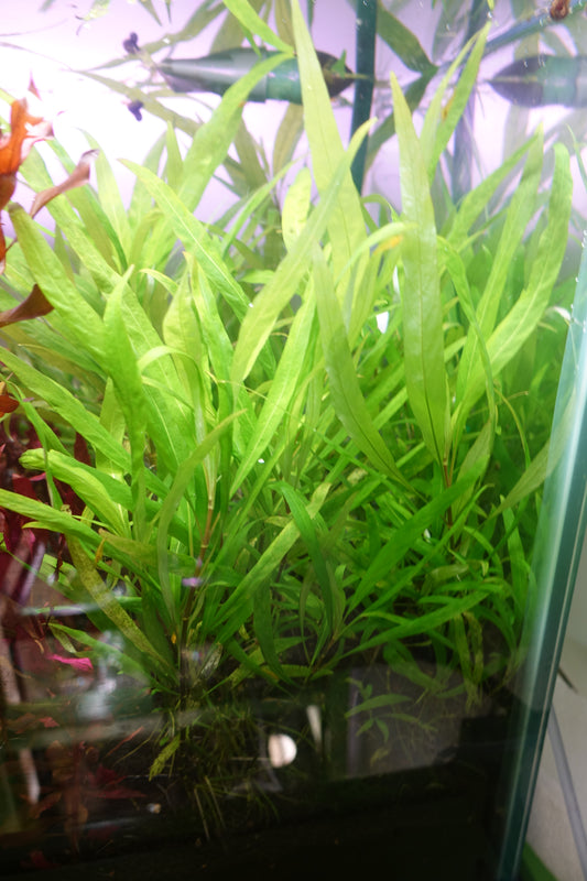 Hygrophila Augustifolia
