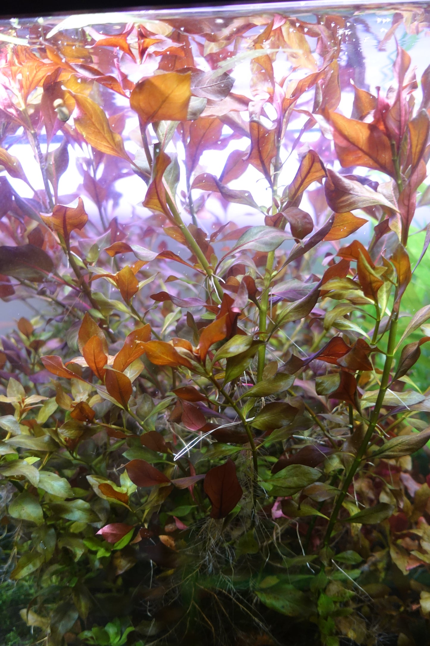 Ludwigia Repens Red Hybrid