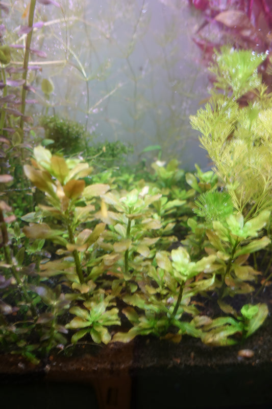 Ludwigia Sphaerocarpa