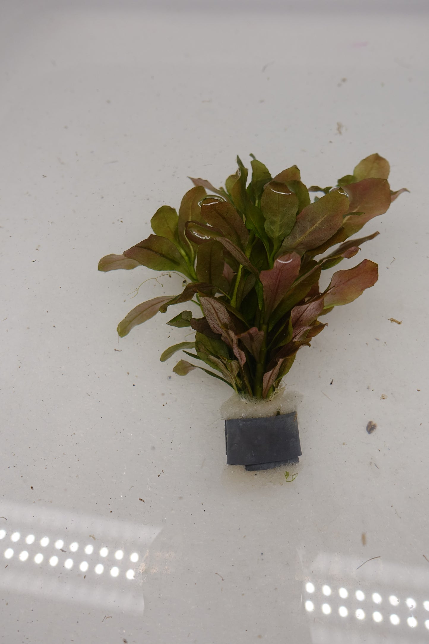 Ludwigia Sphaerocarpa