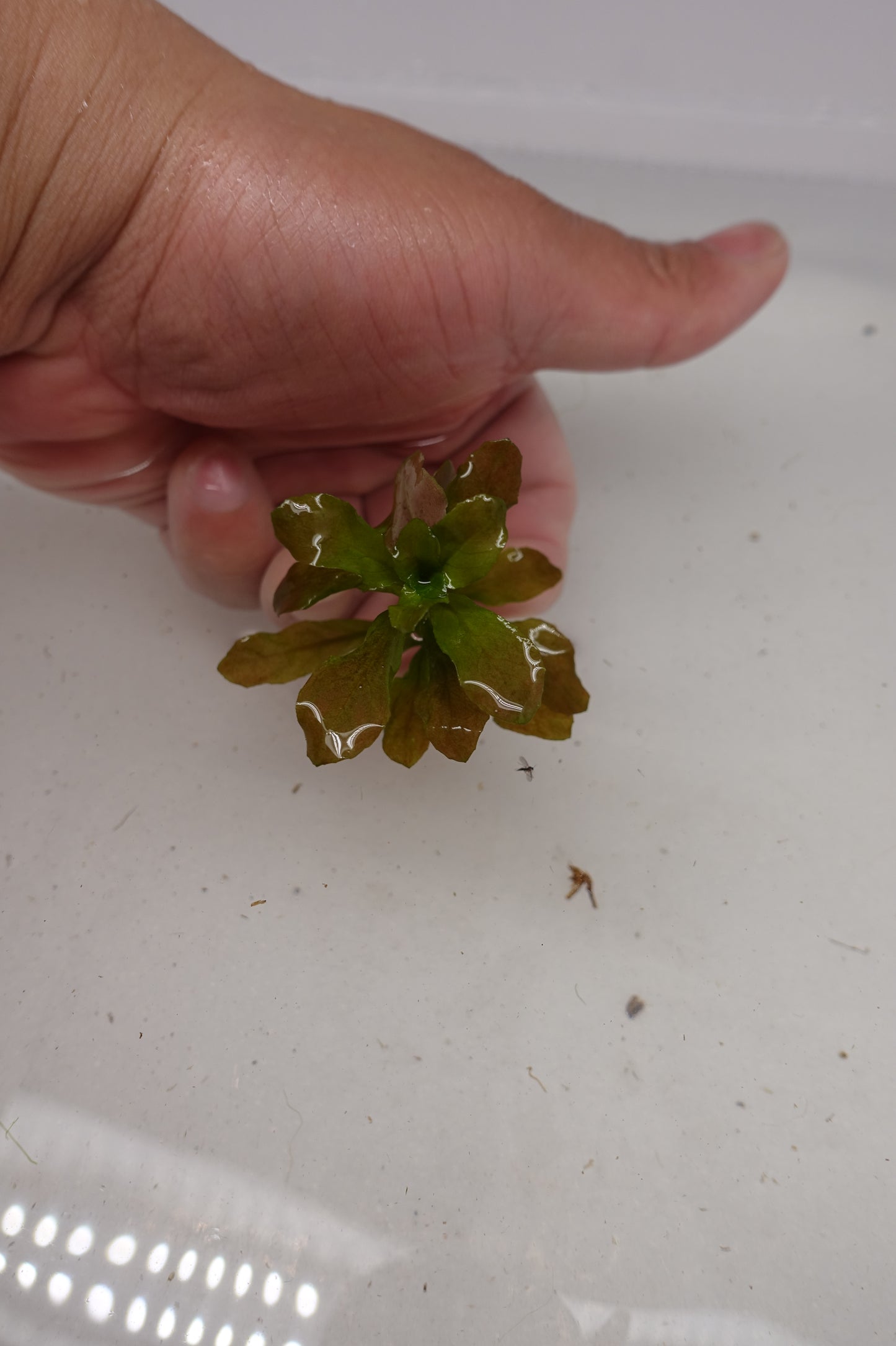 Ludwigia Sphaerocarpa