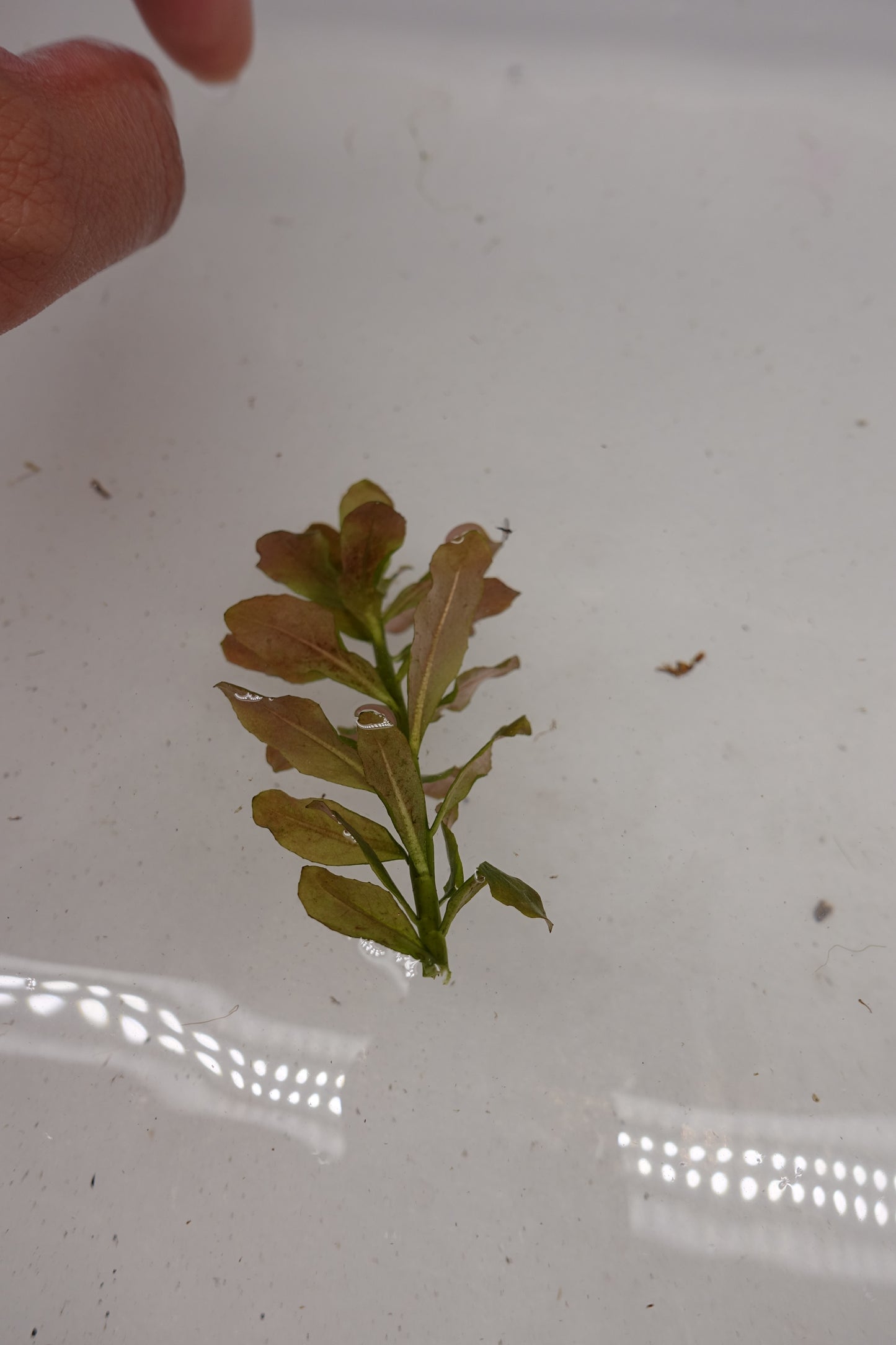 Ludwigia Sphaerocarpa