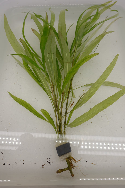 Hygrophila Augustifolia