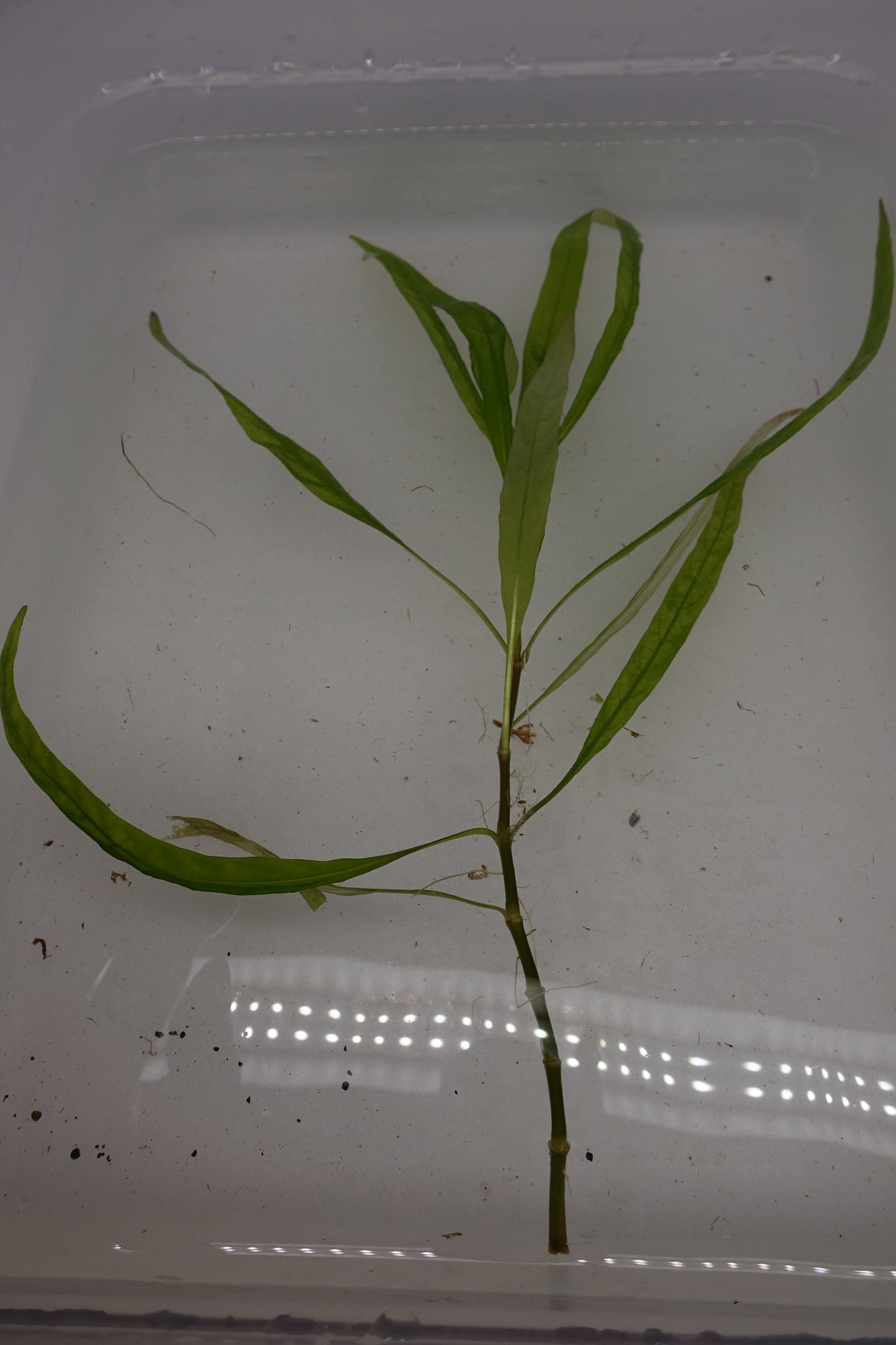 Hygrophila Augustifolia