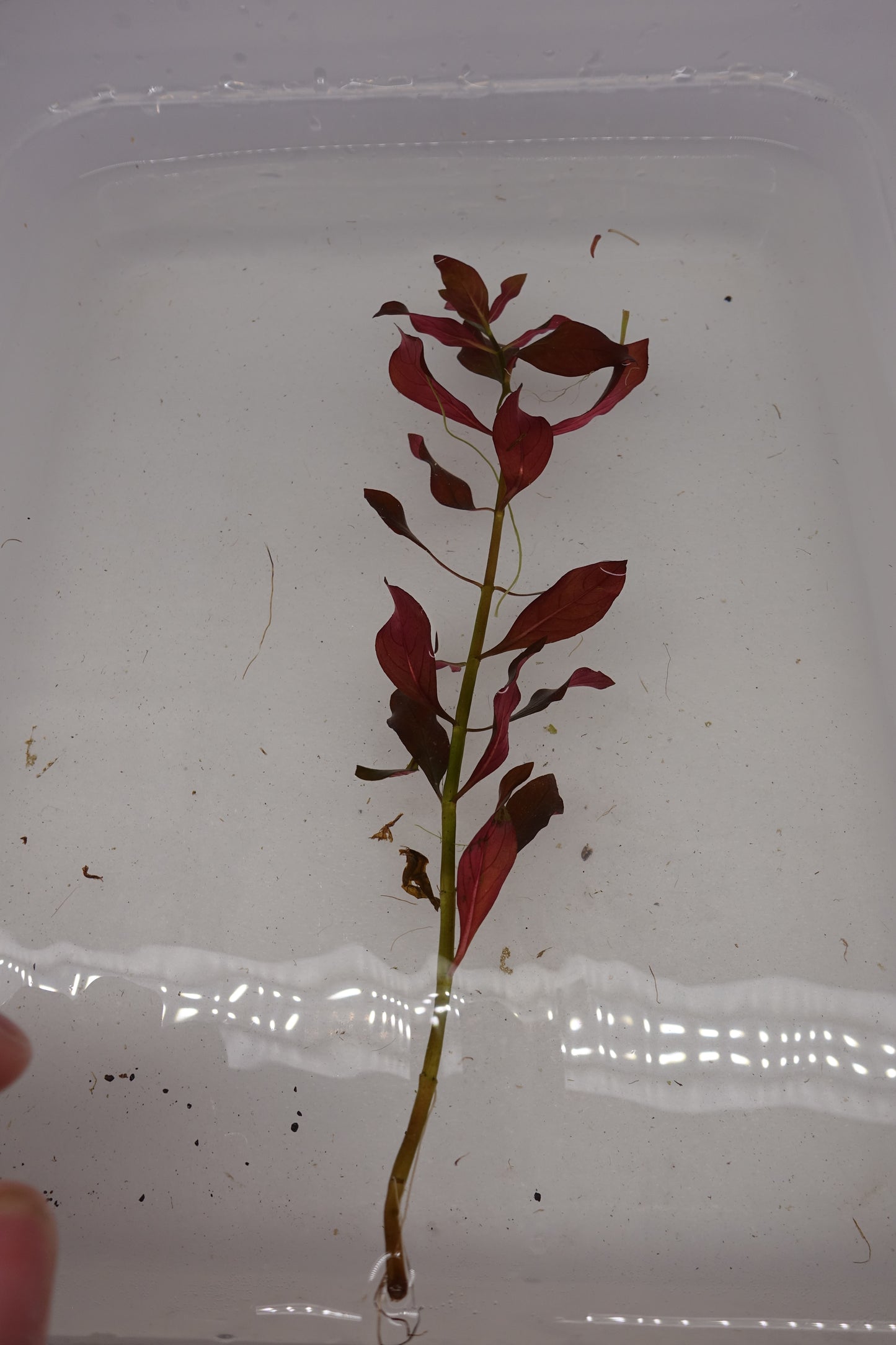 Ludwigia Repens Red Hybrid
