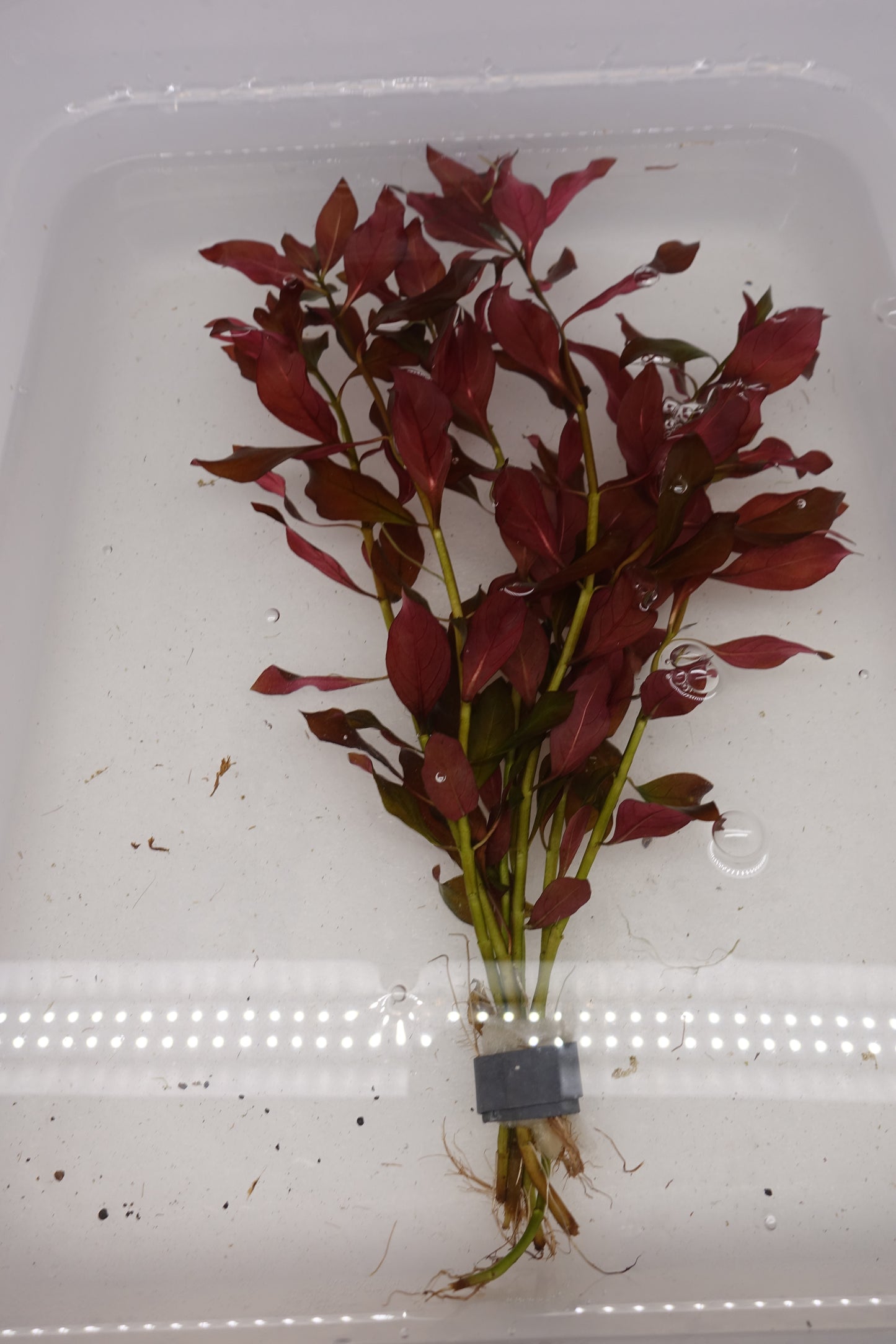 Ludwigia Repens Red Hybrid