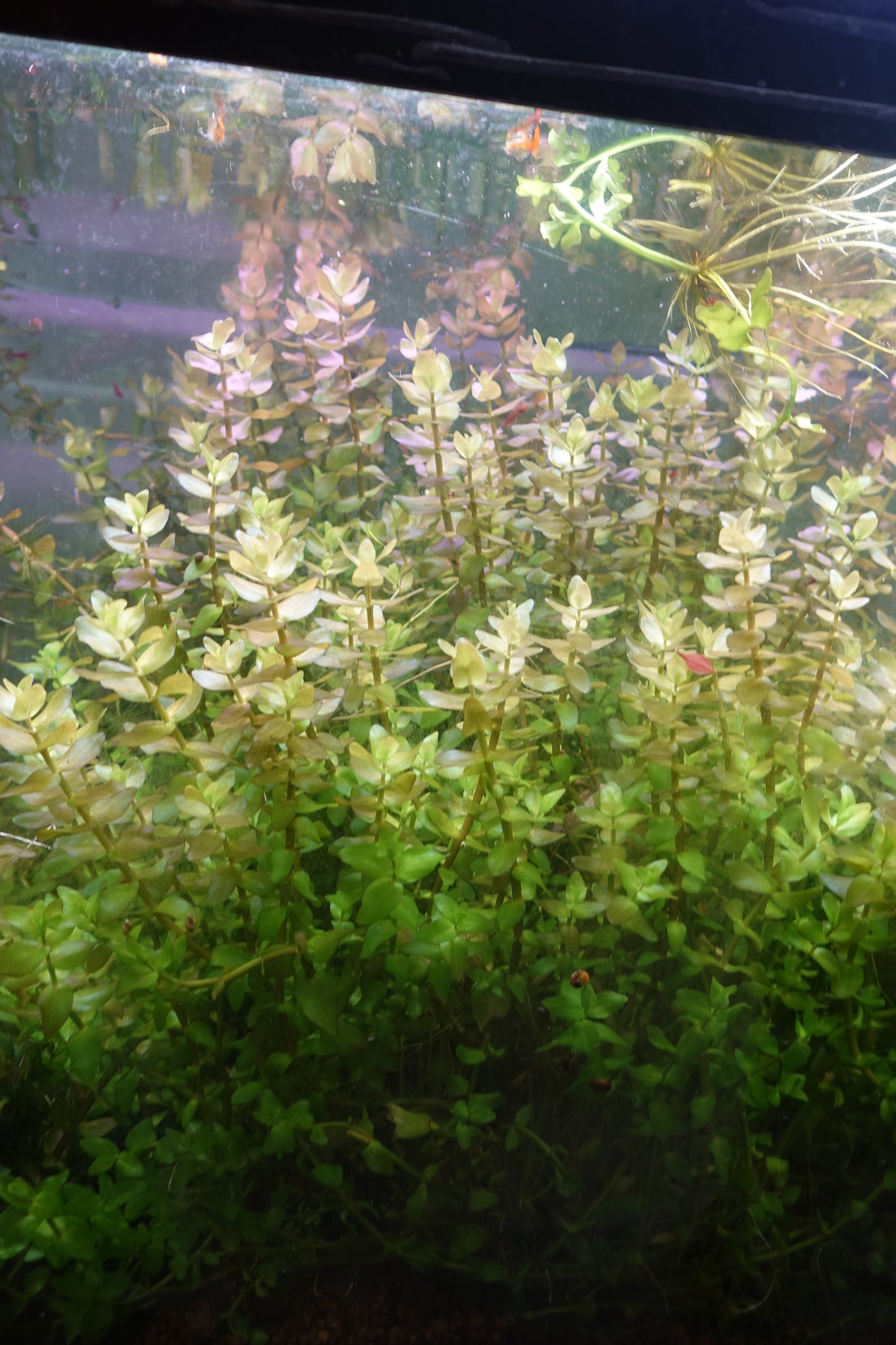 Bacopa Caroliniana