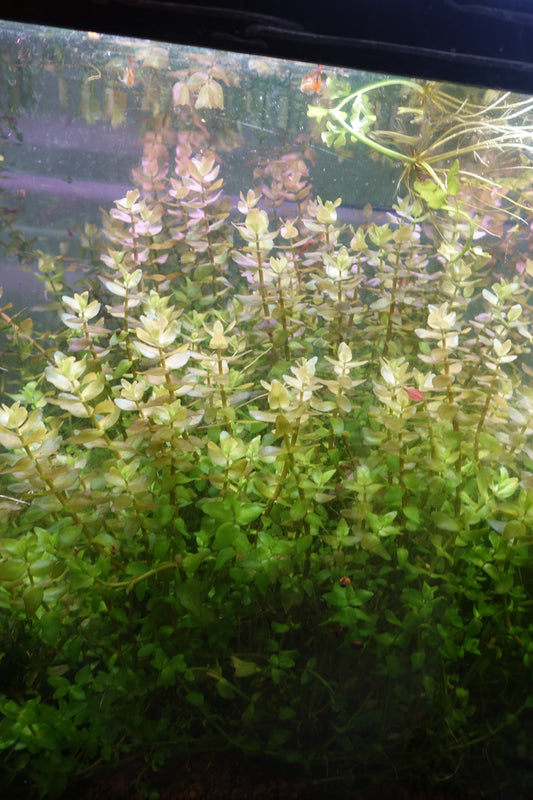 Bacopa Caroliniana