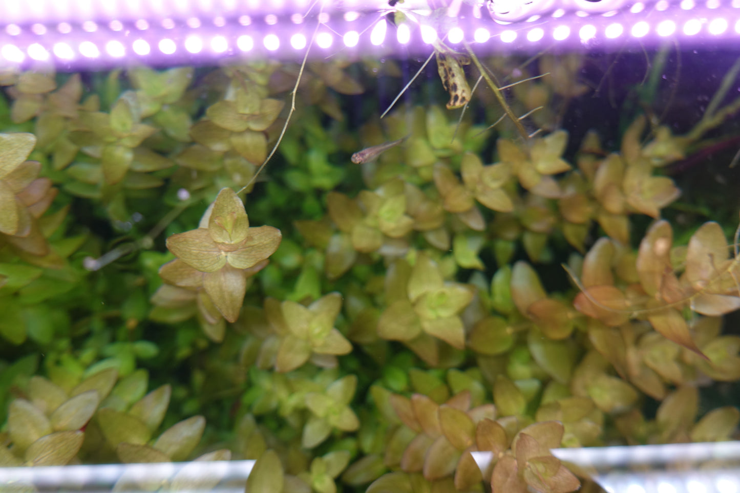 Bacopa Caroliniana