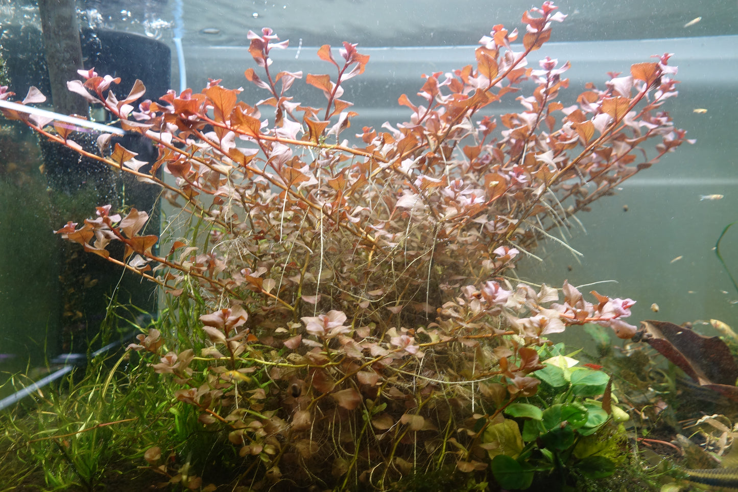 Ludwigia ovalis sp. Pink