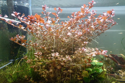 Ludwigia ovalis sp. Pink