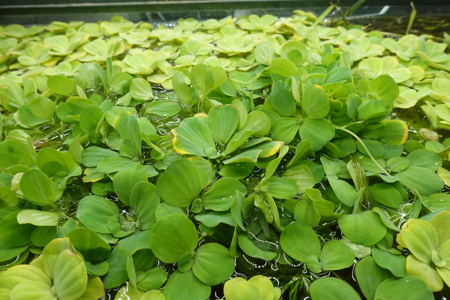 Water Lettuce
