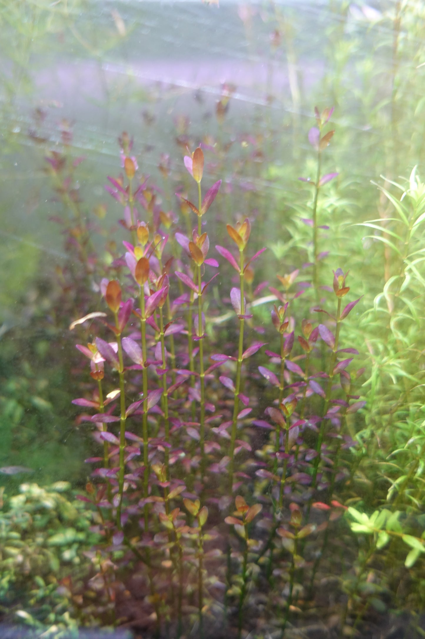 Rotala Florida