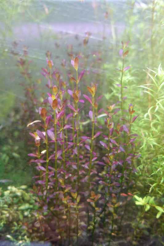 Rotala Florida