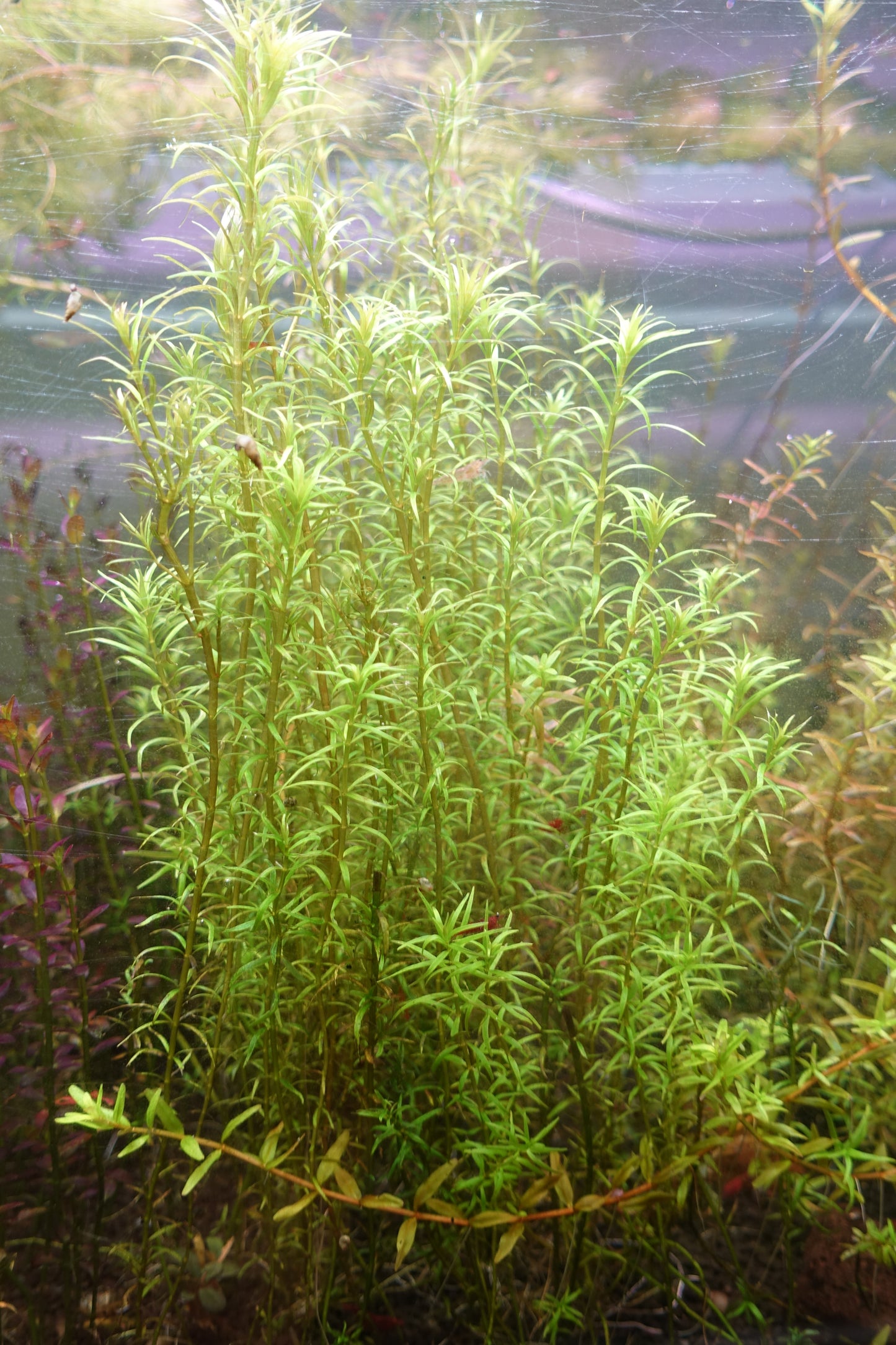 Rotala Mexicana Araguia