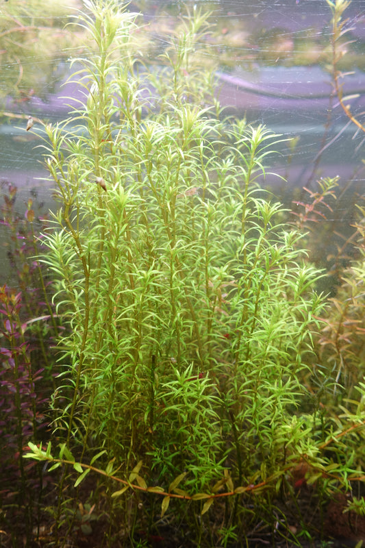 Rotala Mexicana Araguia