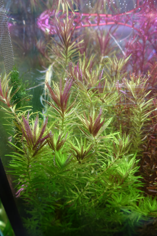 Limnophila Aromatica Belems