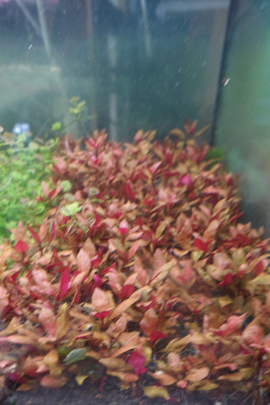 Alternanthera Reineckii Rosanavig
