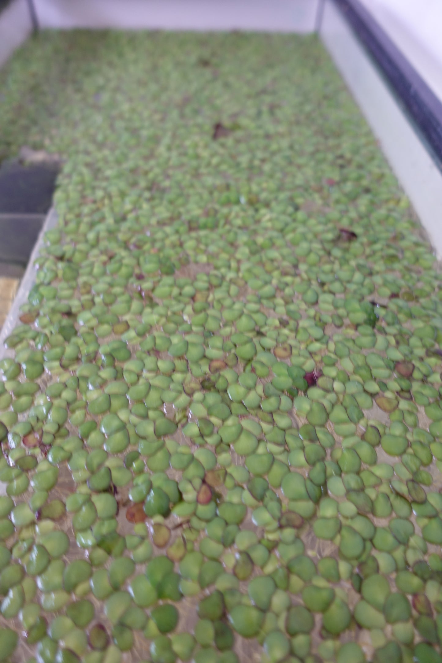 Giant duck weed