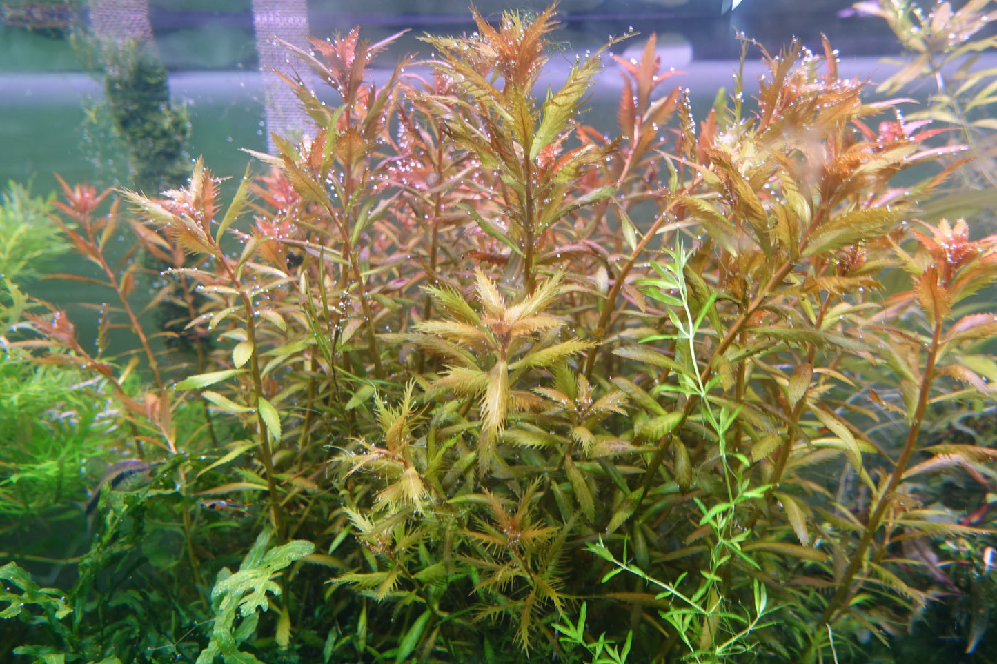 Mermaid Weed (Proserpinaca palustris)