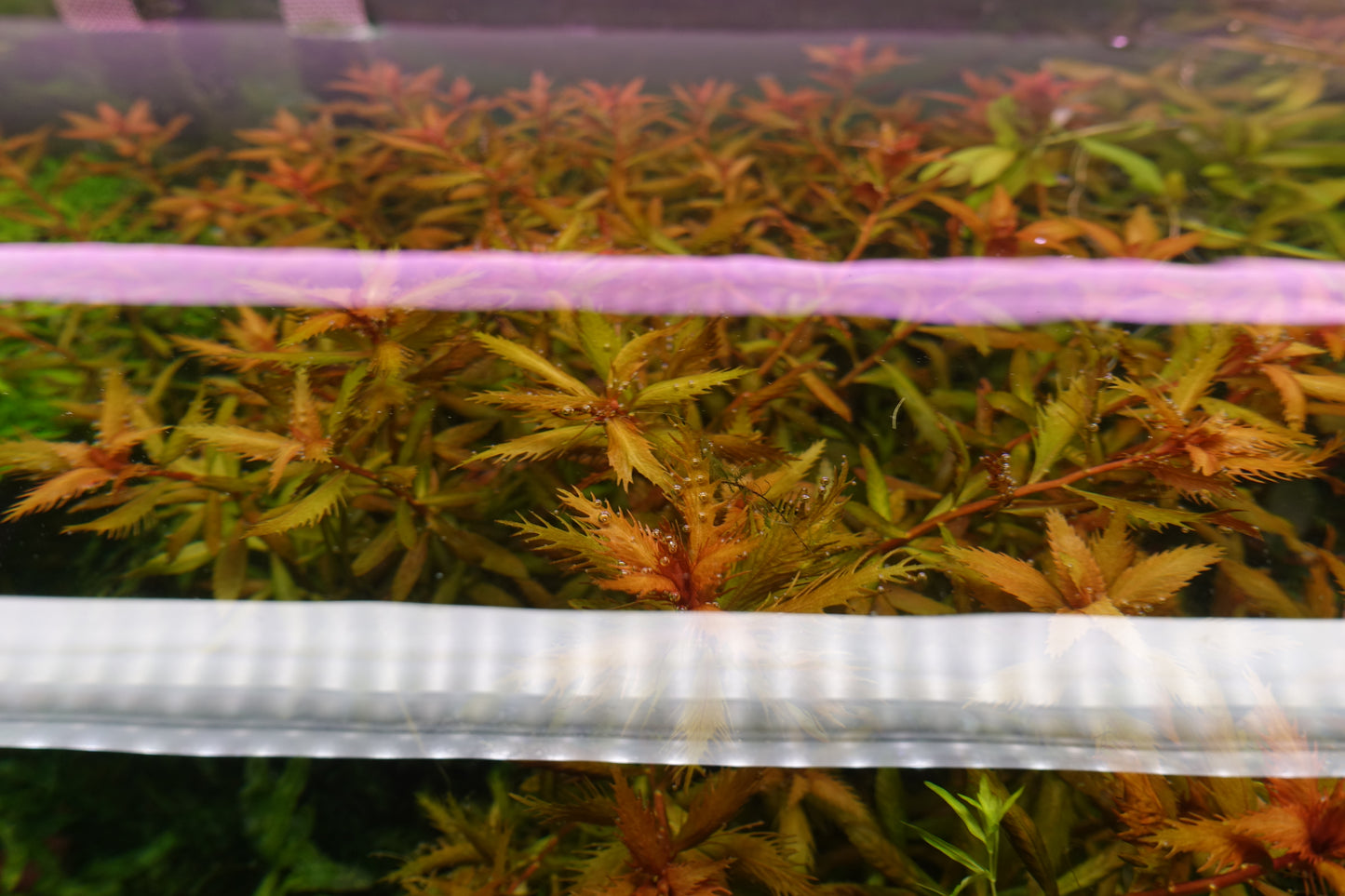 Mermaid Weed (Proserpinaca palustris)
