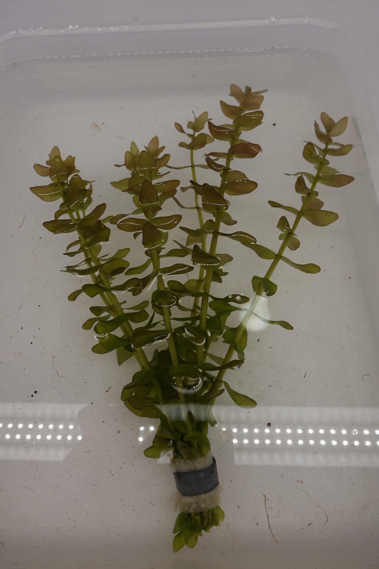 Bacopa Caroliniana