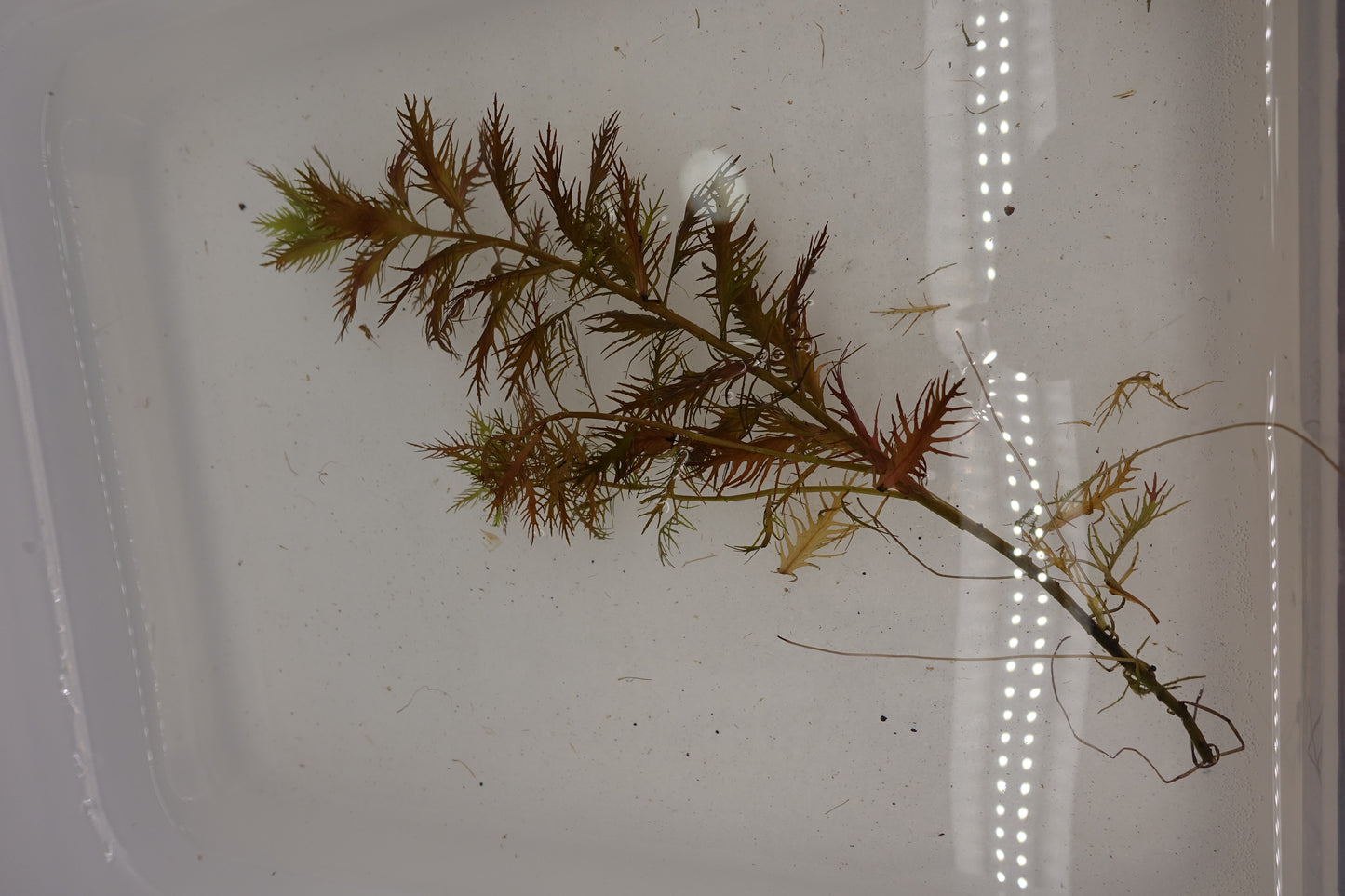 Mermaid Weed (Proserpinaca palustris)