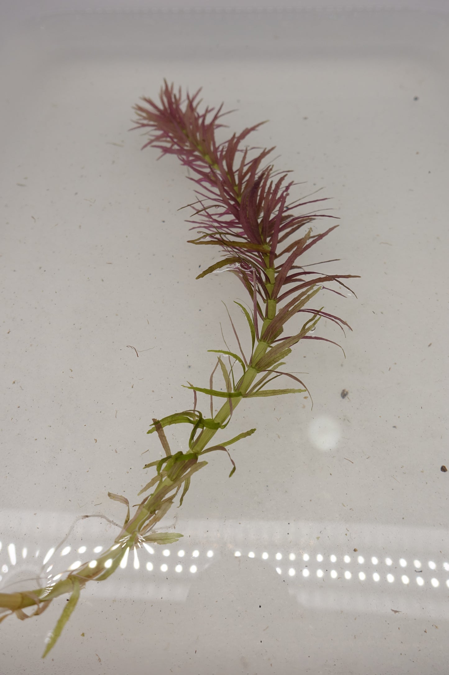 Limnophila Aromatica Belems