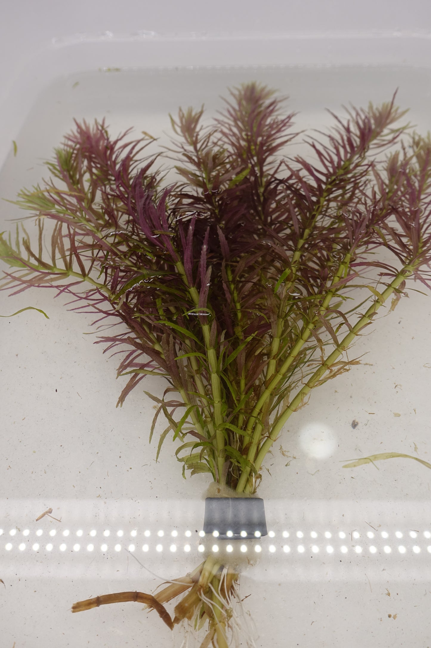 Limnophila Aromatica Belems