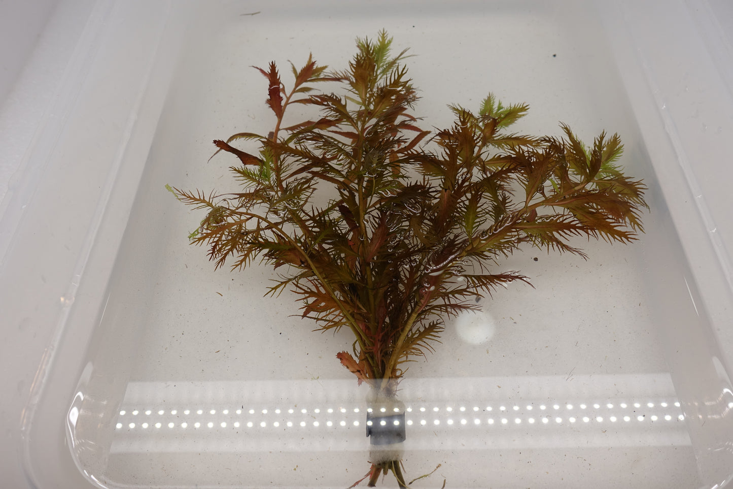 Mermaid Weed (Proserpinaca palustris)