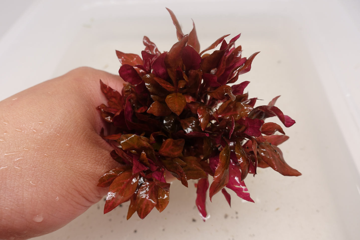 Alternanthera Reineckii Rosanavig