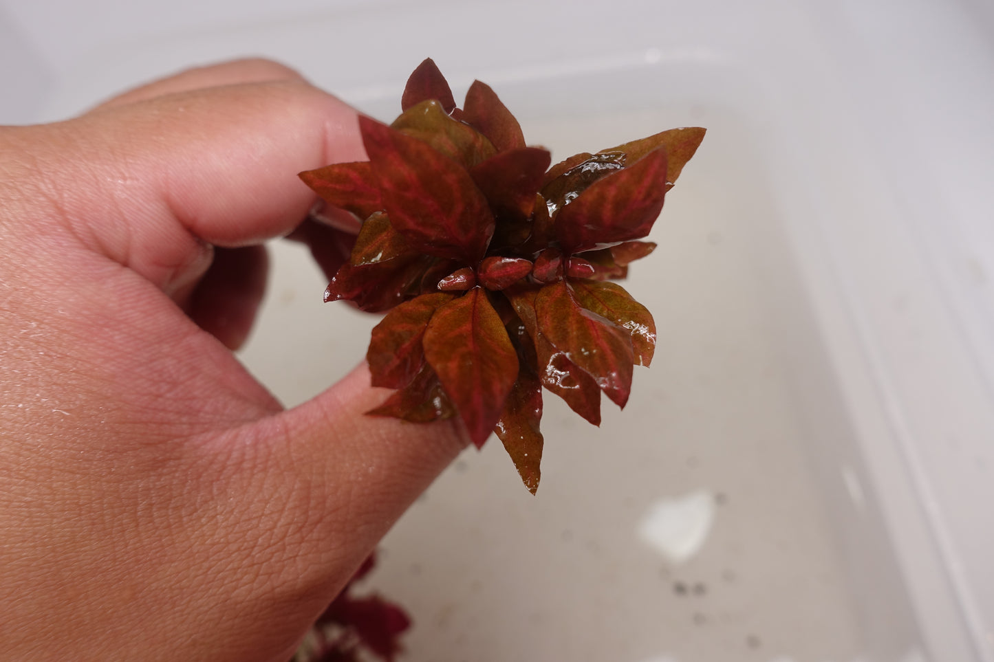 Alternanthera Reineckii Rosanavig